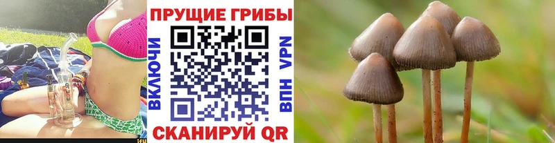 kraken вход  Горно-Алтайск  Галлюциногенные грибы Cubensis 